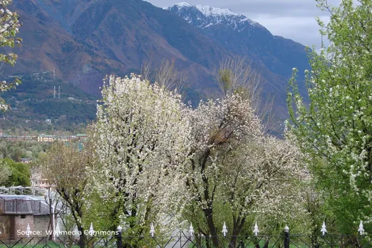 Reasons why spring is not ideal time to trim or cut down trees