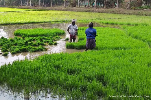 Climate change threatens pokkali rice variety in Kerala