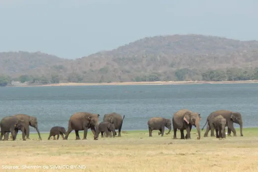 Asian Elephant populations threatened by rapid ecosystem decline