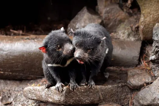 Impact of DFT2: What it means for Tasmanian devil conservation