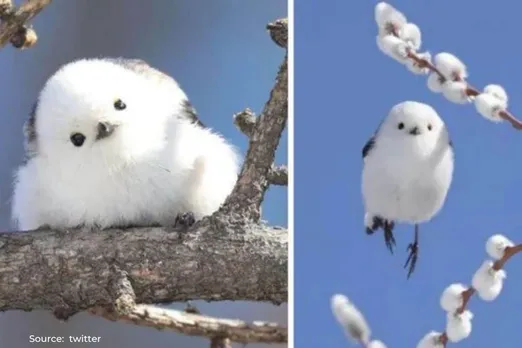 Know about 'Shima enaga', cute-little fluffy bird!