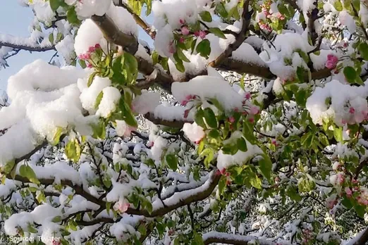 Apple farmers in Shimla, Kinnaur struggle with unseasonal snowfall