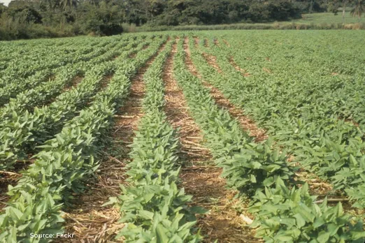 Climate adaptation: Dhar farmers embrace new soybean variety
