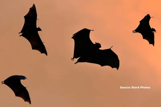 Villagers in Odisha trying to save bats dying from the scorching heat