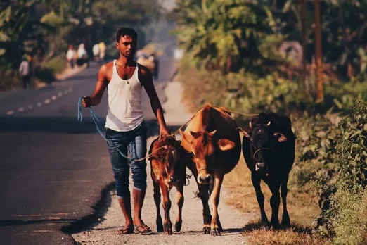 What is the reason behind malnutrition in cattle in India? 