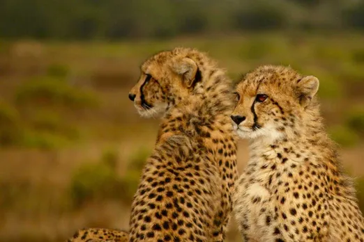 Govt in Parliament: Cheetah's died due to chronic renal failure and traumatic shock