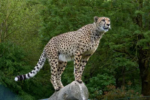 2nd Cheetah died in Kuno in a month, is India's Cheetah project failing?