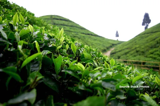 Extreme heat hampers Darjeeling's first flush tea production