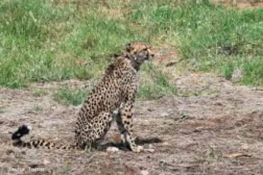 Female Cheetah ‘Daksha’ dies in Kuno National Park