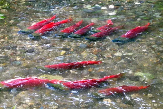 Salmon migration changing faster than expected due to climate change