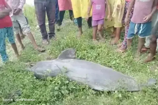 10 Gangetic river Dolphins mysteriously died in last one year