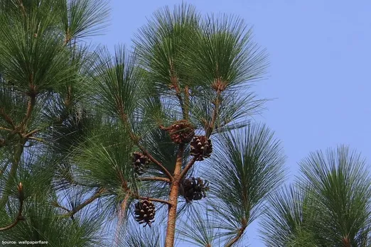 Climate Change: Massive decline of pine trees in Hindu Kush Himalayas