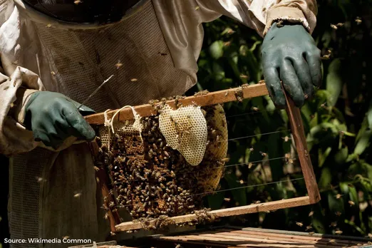 Kashmir's Bee population suffers as weather patterns shift