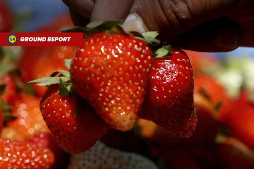 strawberry harvest in kashmir