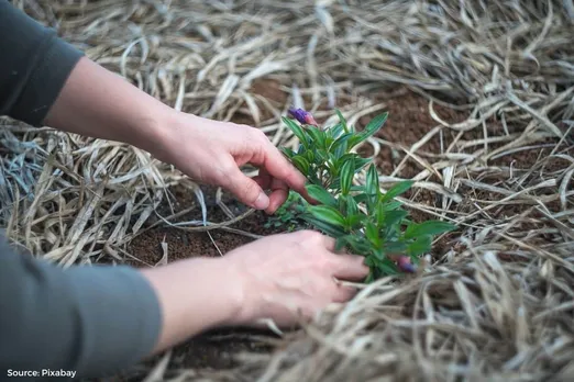 Horticultural Therapy: How Gardens and plants improve well-being in India