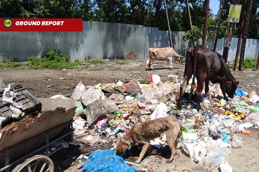 How mismanaged garbage creates a breeding ground for stray dogs in Kashmir