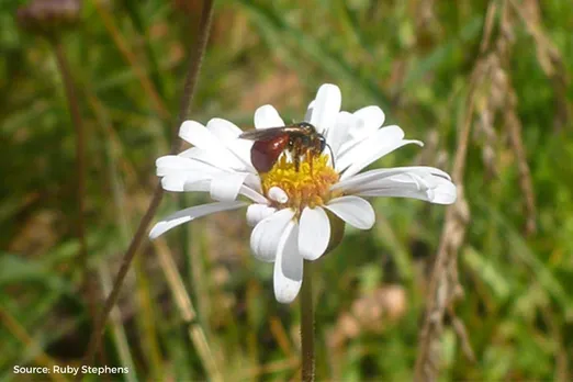 Earth's first flower was pollinated by insects