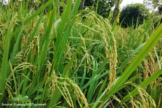 Kharif sowing rises, but uneven rainfall puts pulses, oilseed, cotton crops at risk