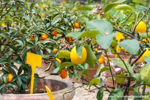You can grow fruits in small space, follow these tips