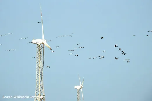 Birds killed by wind turbine is a rhetoric from climate deniers to oppose renewable energy