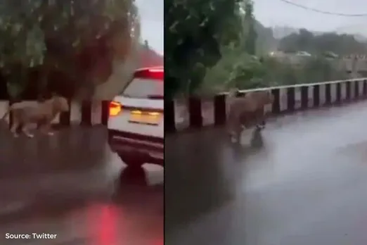 Junagarh floods raised concerns for Gir Lions