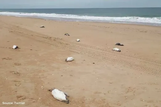 More than 2,000 dead penguins appeared in Uruguay, but it is not known why