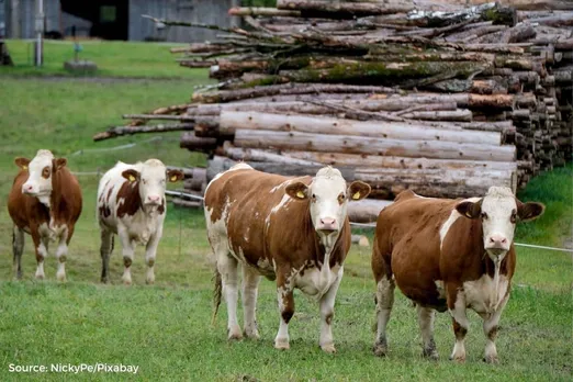 Data: 2 Lakh cattle died due to lumpy virus since July 2022 in India