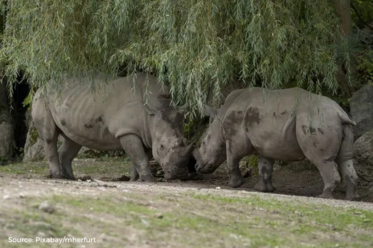 Plastic crisis hits Nepal's wildlife: Rhinos at risk from pollution