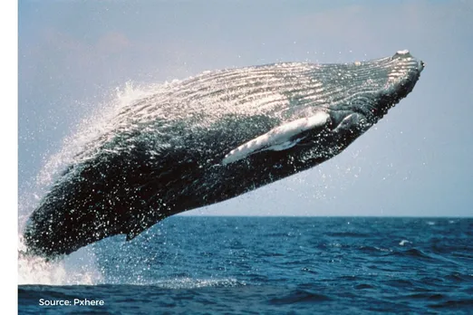 Gray whales ingest over 20 million microplastic particles every day: study