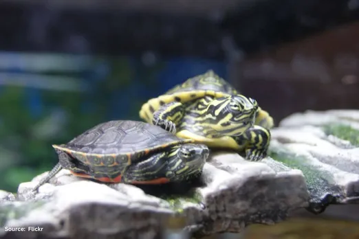 Salmonella Outbreak Linked to Small Turtles