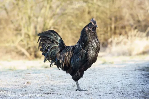 This chicken has black bones, organs, and meat: Know reason