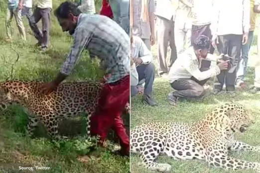 Viral Video: Villagers chase sick leopard in Madhya Pradesh