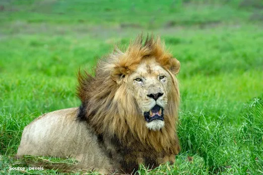 World Lion Day 2023: Lion population in India; history, significance
