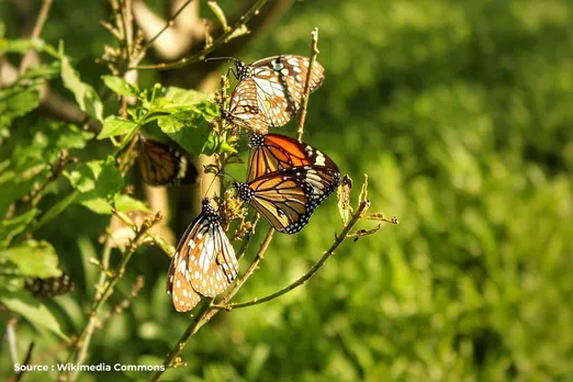 Climate change threatens small and light-colored Butterflies: Study
