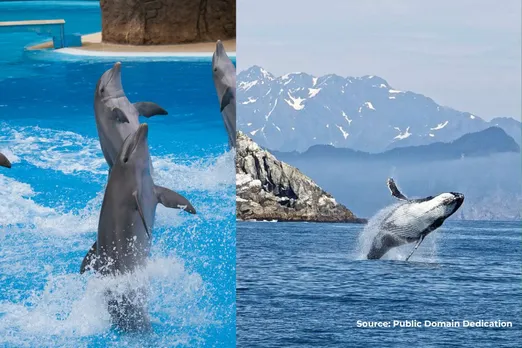 In 2023 number of dead killer whales in fishing nets increased, why?