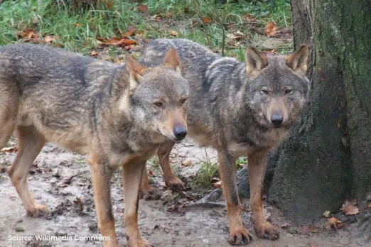 Iberian Wolf declared extinct in Andalusia, Spain, What does this mean?