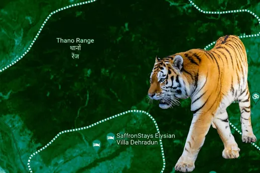 Tigers in Thanos forest