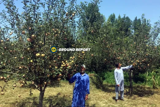 J&K: Growers Express "Helplessness" Over Lifting Of Import Duties On Apples, Walnuts