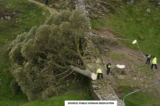 Historic ‘Robin Hood’ tree cut down: A loss for heritage and ecology