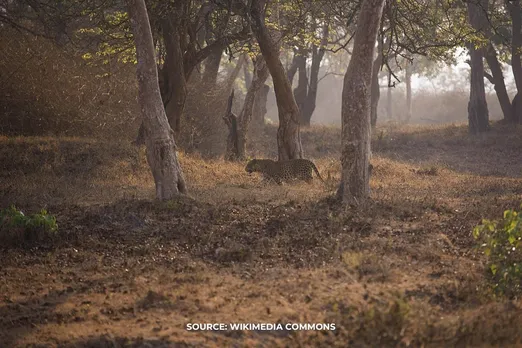 Rising man-animal conflict: tragic leopard attack claims young life in Kashmir