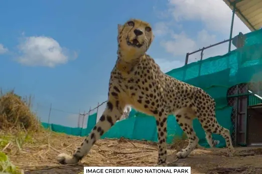 Cheetah Project: मादा चीता वीरा की तबीयत सुधरी बाकी चीते भी स्वस्थ