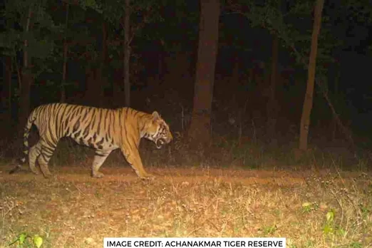 छत्तीसगढ़ में बचे हैं महज़ 7 बाघ, एमपी और महाराष्ट्र से सीएम बघेल ने लगाई मदद की गुहार
