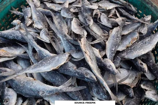 High levels of harmful chemicals found in dry fish in Chennai: study