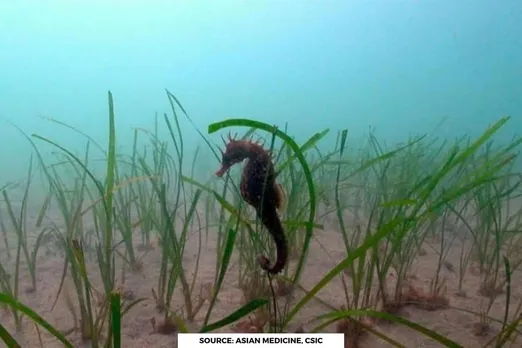 60 million seahorses disappear every year due to traditional Asian medicine