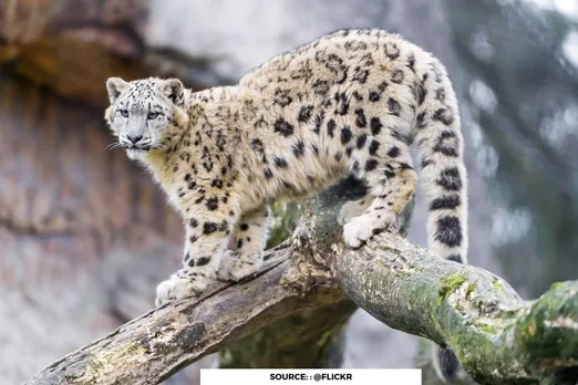 International Snow Leopard Day: call to protect majestic big Cat
