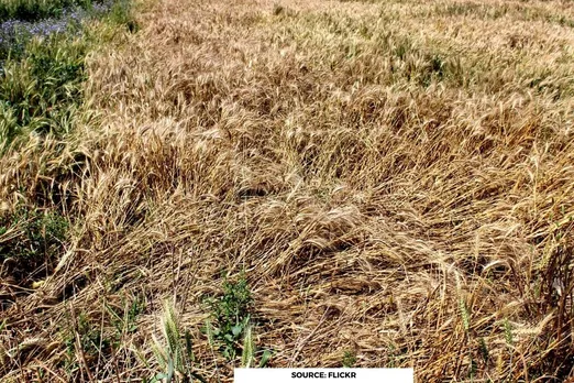 Unseasonal rainfall damages crops in Maharashtra and Gujarat