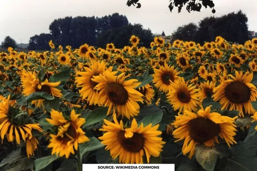 Why do sunflowers always follow the Sun?