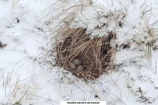 Temperature changes reduces nesting success, study finds