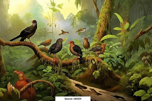 Humans caused extinction of some 1,430 bird species: Study