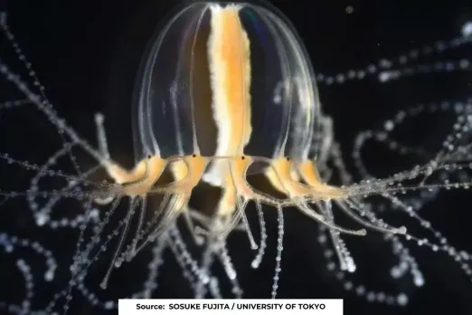 Jellyfish regenerate their limbs in days, can humans do the same?